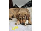Adopt lyle a Rottweiler / Great Pyrenees / Mixed dog in Midway, UT (41566382)