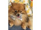 Adopt Yang a Red/Golden/Orange/Chestnut Pomeranian / Mixed dog in Jesup