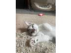 Adopt Piglet a Gray, Blue or Silver Tabby Domestic Shorthair (short coat) cat in