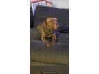 Adopt Midori a Brown/Chocolate - with White American Pit Bull Terrier / Bull