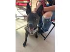 Adopt Bella a Brown/Chocolate American Staffordshire Terrier / Mutt / Mixed dog