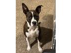 Adopt Maxx Stewart a Brindle Terrier (Unknown Type, Medium) / Boston Terrier /