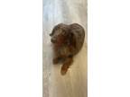 Adopt Dash a Brindle Dachshund / Mixed dog in Fort Myers, FL (41566413)