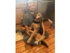 Adopt Emma a Black - with Tan, Yellow or Fawn Airedale Terrier / Mixed dog in