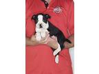 Adopt Junior a Black - with White Boston Terrier / Mixed dog in South Euclid