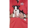 Adopt Joy a Black - with White Boston Terrier / Mixed dog in South Euclid