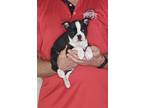 Adopt Jazzy a Black - with White Boston Terrier / Mixed dog in South Euclid