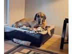 Adopt Nobie aka Robi a Great Dane