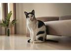 Adopt Daxton a Domestic Mediumhair / Mixed cat in Spring, TX (41566044)