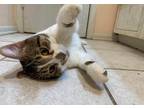 Adopt Ranger a Black & White or Tuxedo American Shorthair / Mixed (short coat)