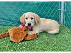 Adopt Marty a Tan/Yellow/Fawn Labrador Retriever / Beagle / Mixed dog in