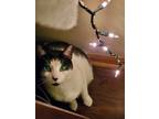 Adopt Gibson a Black & White or Tuxedo American Shorthair / Mixed (medium coat)