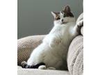 Adopt Rey a White (Mostly) American Shorthair / Mixed (short coat) cat in