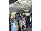 Adopt Freddy and Bruno a Tricolor (Tan/Brown & Black & White) Cocker Spaniel /