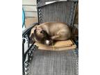 Adopt Kali a Brown/Chocolate - with White American Staffordshire Terrier /