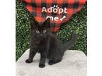 Adopt BILBO (IN FOSTER) a All Black Domestic Mediumhair / Mixed (medium coat)