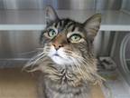Adopt MANDALORIAN a Brown or Chocolate Maine Coon / Mixed (medium coat) cat in