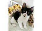 Adopt Brisies Divine a Black & White or Tuxedo Domestic Mediumhair / Mixed