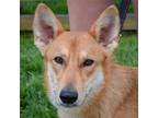 Adopt Trixie a Tan/Yellow/Fawn - with White Collie / German Shepherd Dog / Mixed