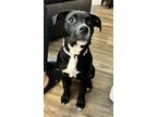Adopt Ruby a Black - with White Boxer / Labrador Retriever / Mixed dog in