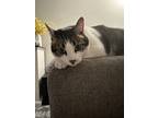 Adopt Buddy a Tiger Striped Tabby / Mixed (medium coat) cat in Upper Marlboro
