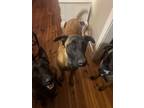 Adopt Haggard a Brown/Chocolate Belgian Malinois / Mixed dog in Benson