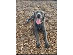 Adopt Poseidon a Gray/Blue/Silver/Salt & Pepper Weimaraner / Mixed dog in