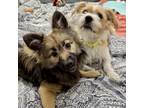 Adopt Buddy a White - with Tan, Yellow or Fawn Jack Russell Terrier / Mixed dog