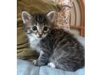 Adopt Rainstorm and Spiderweb a Gray or Blue (Mostly) Domestic Shorthair / Mixed