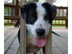 Adopt Daphne a Black - with White Border Collie / Labrador Retriever / Mixed dog