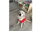 Adopt Bingo a Tan/Yellow/Fawn - with White Golden Retriever / Mixed dog in
