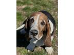 Adopt Hallie a Black Basset Hound / Mixed (short coat) dog in Charlottesville