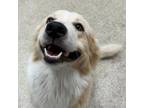 Adopt Honey a White Great Pyrenees / Mixed Breed (Medium) / Mixed (short coat)