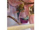 Adopt Blossom a Budgie bird in Penticton, BC (41566000)
