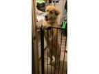 Adopt Jamaica a Tan/Yellow/Fawn Golden Retriever / Mixed Breed (Medium) / Mixed