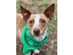 Adopt Kermit a Terrier (Unknown Type, Small) / Mixed dog in Darlington