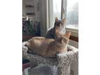 Adopt Cinnamon and BooBoo a Orange or Red Tabby Tabby / Mixed (short coat) cat