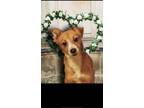 Adopt Maya a Red/Golden/Orange/Chestnut - with White Collie / Mixed dog in