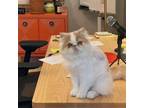 Adopt Randy a White (Mostly) Persian (long coat) cat in San Francisco