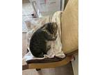 Adopt Winston a Tiger Striped Manx / Mixed (medium coat) cat in Columbia