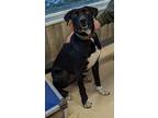 Adopt Sig a Black - with White Labrador Retriever / Border Collie / Mixed dog in