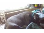 Adopt Pumpkin a Red/Golden/Orange/Chestnut - with White Bull Terrier / American