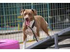Adopt Willow a White - with Brown or Chocolate Pit Bull Terrier / Mixed dog in