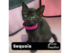 Adopt Sequoia a All Black Domestic Shorthair (short coat) cat in Dallas