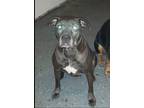 Adopt Titan a Gray/Blue/Silver/Salt & Pepper American Staffordshire Terrier /