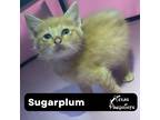 Adopt Sugarplum a Tan or Fawn Tabby Tabby (short coat) cat in Dallas