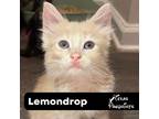 Adopt Lemondrop a Tan or Fawn Domestic Longhair (long coat) cat in Dallas