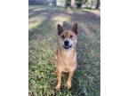Adopt Hershey a Tan/Yellow/Fawn - with White Shiba Inu / Mixed dog in Odessa
