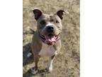 Adopt Skye a Gray/Blue/Silver/Salt & Pepper American Pit Bull Terrier / Mixed