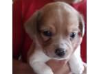 Adopt Morgan Earp a Australian Shepherd, Beagle